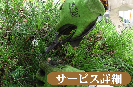 庭木の健康・美観・安全はTANAKENへ