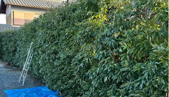 庭木・植栽の管理 TANAKEN